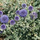Premium ECHINOPS RITRO - GLOBE THISTLE- STARTER PLANT - DORMANT Premium ECHINOPS RITRO - GLOBE THISTLE- STARTER PLANT - DORMANT