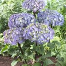 Exclusive HYDRANGEA 'ONYX PEACOCK'- STARTER PLANT - DORMANT/CUTBACK Exclusive HYDRANGEA 'ONYX PEACOCK'- STARTER PLANT - DORMANT/CUTBACK