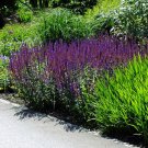 Exclusive SALVIA NEMEROSA 'CARADONNA' - STARTER PLANT Exclusive SALVIA NEMEROSA 'CARADONNA' - STARTER PLANT