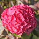 Top-Quality HYDRANGEA MACROPHYLLA 'GLOWING EMBERS' -STARTER PLANT - DORMANT Top-Quality HYDRANGEA MACROPHYLLA 'GLOWING EMBERS' -STARTER PLANT - DORMANT