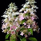 Best-Selling HYDRANGEA PANICULATA 'CONFETTI' -PLANT - APPROX 5-6 INCH - DORMANT Best-Selling HYDRANGEA PANICULATA 'CONFETTI' -PLANT - APPROX 5-6 INCH - DORMANT