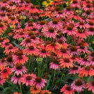 Limited Edition ECHINACEA 'SOMBRERO HOT CORAL' - STARTER PLANT - DORMANT Limited Edition ECHINACEA 'SOMBRERO HOT CORAL' - STARTER PLANT - DORMANT
