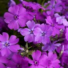 Top-Quality PHLOX SUBULATA 'SPRING PURPLE' - STARTER PLANT Top-Quality PHLOX SUBULATA 'SPRING PURPLE' - STARTER PLANT