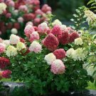 Best-Selling HYDRANGEA 'LITTLE LIME PUNCH' -PLANT - APPROX 5-7 INCH - DORMANT Best-Selling HYDRANGEA 'LITTLE LIME PUNCH' -PLANT - APPROX 5-7 INCH - DORMANT