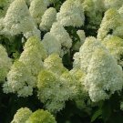 New Arrival HYDRANGEA PANICULATA 'LIMELIGHT' -PLANT-APPROX 5-7 INCH - DORMANT New Arrival HYDRANGEA PANICULATA 'LIMELIGHT' -PLANT-APPROX 5-7 INCH - DORMANT