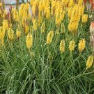 Premium KNIPHOFIA 'GOLD RUSH' - STARTER PLANT Premium KNIPHOFIA 'GOLD RUSH' - STARTER PLANT