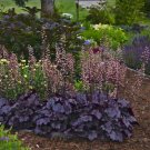 Exclusive HEUCHERA 'GRAPE EXPECTATION' - STARTER PLANT Exclusive HEUCHERA 'GRAPE EXPECTATION' - STARTER PLANT