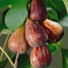 Top-Quality FICUS CARICA 'BROWN TURKEY'- FIG - STARTER PLANT-APPROX 8-14 INCH - DORMANT Top-Quality FICUS CARICA 'BROWN TURKEY'- FIG - STARTER PLANT-APPROX 8-14 INCH - DORMANT