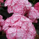New Arrival HYDRANGEA 'MISS SAORI'- STARTER PLANT - CUTBACK/DORMANT New Arrival HYDRANGEA 'MISS SAORI'- STARTER PLANT - CUTBACK/DORMANT