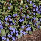 Exclusive CERATOSTIGMA PLUMBAGINOIDES- Hardy Plumbago - Starter Plant - CUTBACK/DORMANT Exclusive CERATOSTIGMA PLUMBAGINOIDES- Hardy Plumbago - Starter Plant - CUTBACK/DORMANT