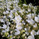 Best-Selling CAMPANULA CARPATICA 'WHITE CLIPS' - STARTER PLANT Best-Selling CAMPANULA CARPATICA 'WHITE CLIPS' - STARTER PLANT