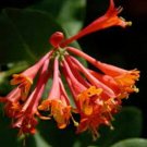 Limited Edition LONICERA 'MAGNIFICA' - PLANT - FRAGRANT- - APPROX 6-8 INCH - CUTBACK/DORMANT Limited Edition LONICERA 'MAGNIFICA' - PLANT - FRAGRANT- - APPROX 6-8 INCH - CUTBACK/DORMANT