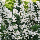 Exclusive PHILADELPHUS 'ILLUMINATI TOWER'- MOCK ORANGE PLANT-APPROX 3-4 INCH - DORMANT Exclusive PHILADELPHUS 'ILLUMINATI TOWER'- MOCK ORANGE PLANT-APPROX 3-4 INCH - DORMANT