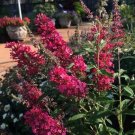 Top-Quality BUDDLEIA 'PRINCE CHARMING'-BUTTERFLY BUSH--PLANT-APPROX 2-3 INCH Top-Quality BUDDLEIA 'PRINCE CHARMING'-BUTTERFLY BUSH--PLANT-APPROX 2-3 INCH