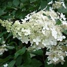 Best-Selling HYDRANGEA PANICULATA 'BRUSSELS LACE' -PLANT - APPROX 7-10 INCH- DORMANT