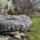Limited Edition PHLOX SUBULATA 'BLUE' - STARTER PLANT