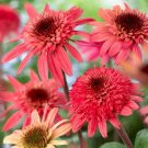 Premium ECHINACEA 'RASPBERRY TRUFFLE' - CONEFLOWER - STARTER PLANT Premium ECHINACEA 'RASPBERRY TRUFFLE' - CONEFLOWER - STARTER PLANT