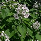 Top-Quality CATALPA BIGNONIOIDES - SOUTHERN CATALPA - PLANT- APPROX 3-4 INCH - DORMANT Top-Quality CATALPA BIGNONIOIDES - SOUTHERN CATALPA - PLANT- APPROX 3-4 INCH - DORMANT
