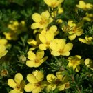 Best-Selling POTENTILLA 'LITTLE POT OF GOLD' - STARTER PLANT - APPROX 6-8 INCH - DORMANT Best-Selling POTENTILLA 'LITTLE POT OF GOLD' - STARTER PLANT - APPROX 6-8 INCH - DORMANT