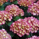 Premium HYDRANGEA MACROPHYLLA 'FIREFLY-HORCOS' - STARTER PLANT -DORMANT Premium HYDRANGEA MACROPHYLLA 'FIREFLY-HORCOS' - STARTER PLANT -DORMANT