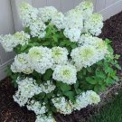 Top-Quality HYDRANGEA 'BOBO'--DWARF HYDRANGEA- PLANT - APPROX 5-7 INCH - DORMANT Top-Quality HYDRANGEA 'BOBO'--DWARF HYDRANGEA- PLANT - APPROX 5-7 INCH - DORMANT
