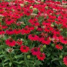 Limited Edition ECHINACEA 'SOMBRERO SALSA RED', CONEFLOWER - STARTER PLANT