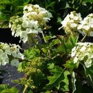 Premium HYDRANGEA QUERCIFOLIA 'MUNCHKIN'-- PLANT- APPROX 5-7 INCH - CUTBACK - DORMANT Premium HYDRANGEA QUERCIFOLIA 'MUNCHKIN'-- PLANT- APPROX 5-7 INCH - CUTBACK - DORMANT