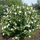 Best-Selling HIBISCUS SYRIACUS 'TOTUS ALBUS' - STARTER PLANT - APPROX 5-7 INCH - DORMANT Best-Selling HIBISCUS SYRIACUS 'TOTUS ALBUS' - STARTER PLANT - APPROX 5-7 INCH - DORMANT