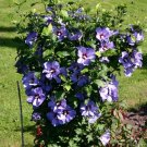 Premium HIBISCUS SYRIACUS 'BLUEBIRD' - PLANT - APPROX 7-10 INCH - DORMANT