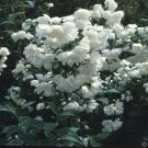 Exclusive PHILADELPHUS 'SNOWBELLE'- MOCK ORANGE- STARTER PLANT - APPROX 7-9 INCH - DORMANT Exclusive PHILADELPHUS 'SNOWBELLE'- MOCK ORANGE- STARTER PLANT - APPROX 7-9 INCH - DORMANT