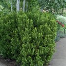 Best-Selling TAXUS HICKSII - YEW - APPROX 5-8 INCH Best-Selling TAXUS HICKSII - YEW - APPROX 5-8 INCH