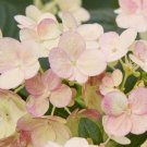 Limited Edition HYDRANGEA 'EARLY EVOLUTION' STARTER PLANT- APPROX 3-5 INCH - DORMANT