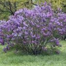 Premium SYRINGA 'OLD GLORY' - STARTER PLANT - APPROX 6-8 INCH - DORMANT Premium SYRINGA 'OLD GLORY' - STARTER PLANT - APPROX 6-8 INCH - DORMANT