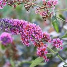 Top-Quality BUDDLEIA 'BICOLOR' - BUTTERFLY BUSH - PLANT - APPROX 2-4 INCH Top-Quality BUDDLEIA 'BICOLOR' - BUTTERFLY BUSH - PLANT - APPROX 2-4 INCH
