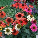 Exclusive ECHINACEA 'CHEYENNE SPIRIT'- CONEFLOWER - STARTER PLANT - DORMANT Exclusive ECHINACEA 'CHEYENNE SPIRIT'- CONEFLOWER - STARTER PLANT - DORMANT