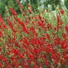 Best-Selling CHAENOMELES 'DOUBLE TAKE SCARLET STORM' --PLANT- APPROX 6-8 INCH - DORMANT Best-Selling CHAENOMELES 'DOUBLE TAKE SCARLET STORM' --PLANT- APPROX 6-8 INCH - DORMANT