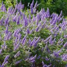 Premium VITEX AGNUS-CASTUS 'SHOAL CREEK' - PLANT - APPROX 7-10 INCH - DORMANT Premium VITEX AGNUS-CASTUS 'SHOAL CREEK' - PLANT - APPROX 7-10 INCH - DORMANT