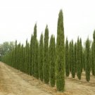 Best-Selling CUPRESSUS SEMPERVIRENS STRICTA - ITALIAN CYPRESS - PLANT - APPROX 9-12 INCH Best-Selling CUPRESSUS SEMPERVIRENS STRICTA - ITALIAN CYPRESS - PLANT - APPROX 9-12 INCH
