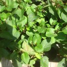 Premium SYRINGA 'MONGE' - LILAC - FRAGRANT -PLANT-APPROX 5-7 INCH - DORMANT