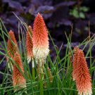 Exclusive KNIPHOFIA 'HIGH ROLLER' - RED HOT POKER - STARTER PLANT