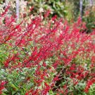 Top-Quality Salvia Elegans - Pineapple Sage - Starter Plant - Approx 4-6 Inch Top-Quality Salvia Elegans - Pineapple Sage - Starter Plant - Approx 4-6 Inch