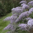 Best-Selling BUDDLEIA 'GRAND CASCADE' - FRAGRANT - STARTER PLANT - APPROX 3-5 INCH