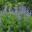 New Arrival BAPTISIA AUSTRALIS - BLUE FALSE INDIGO - STARTER PLANT - DORMANT New Arrival BAPTISIA AUSTRALIS - BLUE FALSE INDIGO - STARTER PLANT - DORMANT