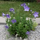 Premium PLATYCODON 'SENTIMENTAL BLUE' - Balloon Flower - DORMANT Premium PLATYCODON 'SENTIMENTAL BLUE' - Balloon Flower - DORMANT