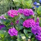 Exclusive HYDRANGEA 'MASJA'- STARTER PLANT - - DORMANT Exclusive HYDRANGEA 'MASJA'- STARTER PLANT - - DORMANT