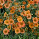 Best-Selling GEUM 'TOTALLY TANGERINE' - STARTER PLANT