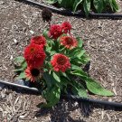 New Arrival Echinacea 'DOUBLE SCOOP RASPBERRY DELUXE' - Coneflower - Plant - DORMANT New Arrival Echinacea 'DOUBLE SCOOP RASPBERRY DELUXE' - Coneflower - Plant - DORMANT