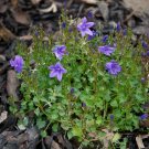 Exclusive CAMPANULA PORTENSCHLAGIANA - Dalmatian Bellflower -- Starter Plant Exclusive CAMPANULA PORTENSCHLAGIANA - Dalmatian Bellflower -- Starter Plant