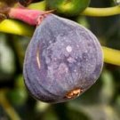 Top-Quality FICUS CARICA 'LSU PURPLE'- FIG - APPROX 7-10 INCH- DORMANT