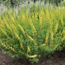 Limited Edition BAPTISIA 'SOLAR FLARE' - STARTER PLANT - - DORMANT/LEAFLESS